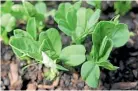  ?? ?? Protect broad bean seedlings from slugs and snails.