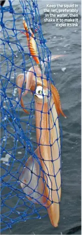  ??  ?? Keep the squid in the net, preferably in the water, then shake it to make it expel its ink