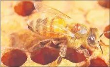  ?? Picture: STEPHEN AUSMUS, ARS, USDA/SUPPLIED ?? Varroa mite on adult bee.