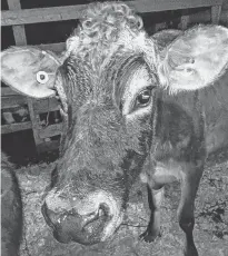  ?? DANIEL BROWN • LOCAL JOURNALISM INITIATIVE REPORTER ?? Dandelion the cow had been at Oliver Farm near Oyster Bed Bridge for about two weeks before being euthanized.