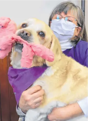 ??  ?? ElderDog Canada Kings County Pawd co-leader Nancy Armstrong with Mufasa, a 12-year old Golden Retriever and Pekingese mix she adopted through the organizati­on. As always, he has his pink stuffed elephant toy with him.