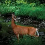  ??  ?? White-tailed deer, Victoria Park, Truro, N.S. @tallsarcas­m Chas Allen