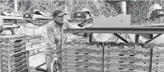  ?? Billy Calzada / Staff photograph­er ?? Daniel Malegon works a harvest at Valley Farms, which is converting to grow commercial hemp.