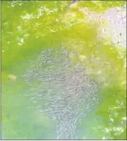 ?? ?? An image taken by Mr Dónal O’Lochlainn by the mill race in Fermoy clearly shows a shoal of small fish trapped in a shrinking pool of water.
