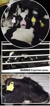  ?? ?? BARRED Exported calves