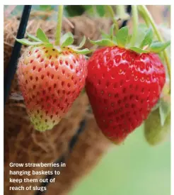  ??  ?? Grow strawberri­es in hanging baskets to keep them out of reach of slugs