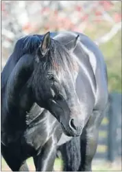  ??  ?? Success: Waikato Stud’s resident stallion is the sire of triple Group 1 winner Sangster, pictured, (NZ) (Savabeel), the winner of the renowned Group 1 VRC Derby as a three-year-old in Australia and successor of two Group 1 races in New Zealand last season.