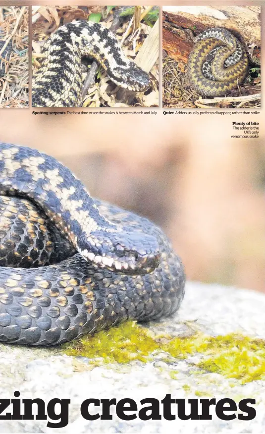  ??  ?? Spotting serpents The best time to see the snakes is between March and July
Quiet Adders usually prefer to disappear, rather than strike
Plenty of bite The adder is the UK’s only venomous snake