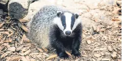  ?? Picture: Getty Images. ?? Badgers are much maligned by man and things will get worse for them if the Defra cull is moved into Scotland.