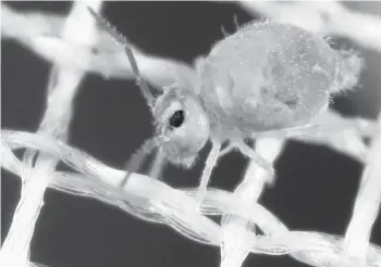  ?? JOSEPH BERGER/BUGWOOD.ORG ?? A globular springtail explores a piece of mesh. Those in your houseplant soil may have longer bodies, but they all behave the same. Springtail­s are part of the soil community of recyclers, along with soil mites, millipedes, pill bugs and various insects.