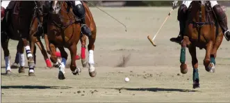  ??  ?? Reference: “Polo pony injuries: Player-owner reported risk, perception, mitigation and risk factors,” Equine Veterinary Journal, May 2014