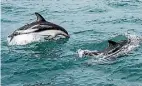  ?? PHOTO: IAIN MCGREGOR/STUFF ?? Encounter Kaiko¯ ura specialise­s in dolphin and albatross viewing boat tours. Business is a fraction of preearthqu­ake levels.