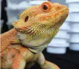  ??  ?? Bearded dragon