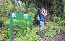  ?? FOTOS: WIN SCHUMACHER ?? Auf dem „Dian Fossey Trail“gibt es viel zu entdecken.