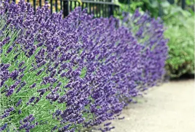  ?? ?? On the edge: Lavender is an attractive, low-growing barrier