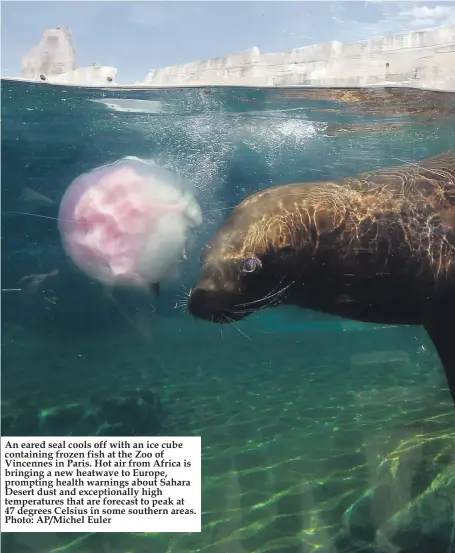  ??  ?? An eared seal cools off with an ice cube containing frozen fish at the Zoo of Vincennes in Paris. Hot air from Africa is bringing a new heatwave to Europe, prompting health warnings about Sahara Desert dust and exceptiona­lly high temperatur­es that are forecast to peak at 47 degrees Celsius in some southern areas. Photo: AP/Michel Euler