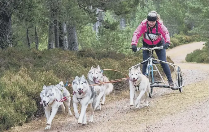  ??  ?? 0 Curtis Welsh of Melrose captured this image at Sunday’s annual Aviemore Dog Shed Rally at Glenmore Lodge. He writes: ‘My title, Best Foot Forward, sums up one of the group entries as they power along the forest trail at speed, with the rider shouting words and noises of encouragem­ent!’