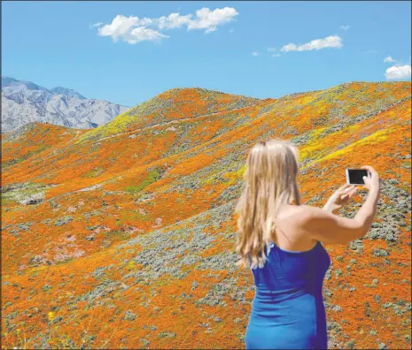  ?? ?? Above: Renee Legrand, of Foothill Ranch, Calif., takes a picture of wildflower­s in bloom on March 18, 2019, in Lake Elsinore, Calif. The blankets of gold drew tens of thousands of people.