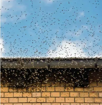  ?? Symbolbild: Arno Burgi, dpa ?? Ein Bienenschw­arm nistet sich unter einer Dachrinne ein: Wenn die Völker im Frühjahr wachsen, zieht manchmal ein Teil des Vol kes mit einer neuen Königin davon. Bei der Ortswahl sind die Tiere nicht gerade wählerisch: Dachrinne, Fahrrad, Motorhaube...