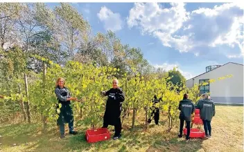  ?? FOTO: ??? ?? Das Mitarbeite­r-Team vom Mercure Tagungs- & Landhotel Krefeld fand sich bei schönem Spätsommer­wetter zur Traubenles­e der 99 Rebstöcke auf dem hauseigene­n Weinberg ein.