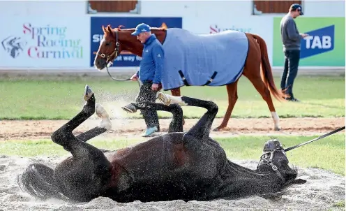  ?? GETTY IMAGES ?? Yucatan has a roll in the sand during a Werribee trackwork session at Werribee racecourse in Melbourne. The Aidan O’Brien-trained runner is the favourite to take out today’s Melbourne Cup race.