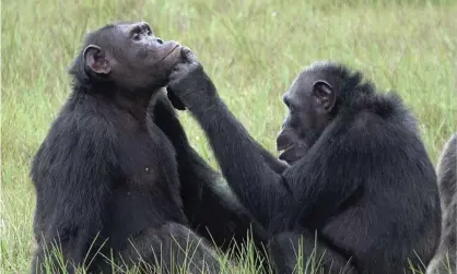  ?? Son. Photograph: Tobias Deschner/AFP/Getty Images ?? The project began in Gabon in 2019, when an adult female chimpanzee named Suzee was observed inspecting a wound on the foot of her adolescent