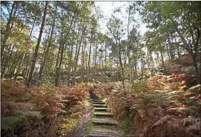  ??  ?? Quelque 300 km de sentiers parcourent la forêt de Fontainebl­eau.