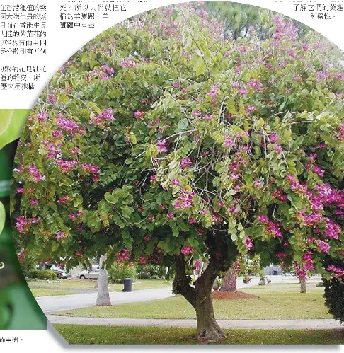 羊蹄甲和羊躑躅 Pressreader