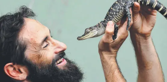  ??  ?? Michael Vella with one of the baby American alligators which will soon go on display to the public at Currumbin Wildlife Sanctuary. Picture: ADAM HEAD