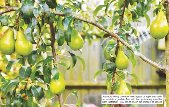  ??  ?? Available to buy bare root now, a pear or apple tree adds so much to a garden. And with the right variety – on the right rootstock – you can fit one in the smallest of spaces