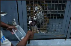  ?? JAÍR COLL FOR THE NEW YORK TIMES ?? Kanu, a Bengal tiger at the Cali Zoo in Colombia, received a bite of fish infused with cannabis oil to reduce inflammati­on and pain after having a cancerous tumor removed.