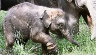  ??  ?? An elephant calf in Sabah injured by a snare. If the wound had not been treated, it would have become infected, leading to death.