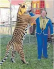  ?? FOTO: MICHAEL HOCHHEUSER ?? Dompteur Sascha Prehn mit einem seiner Tiger beim Training in Aldingen.