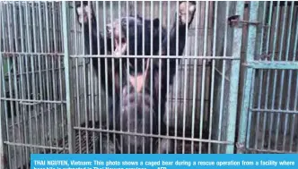  ?? — AFP ?? THAI NGUYEN, Vietnam: This photo shows a caged bear during a rescue operation from a facility where bear bile is extracted in Thai Nguyen province.