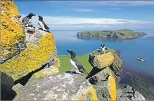  ??  ?? The Shiant Isles have a large population of seabirds, including thousands of Atlantic puffins.