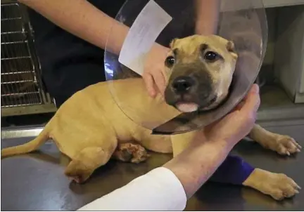  ?? NASSAU COUNTY SPCA — VIA ASSOCIATED PRESS ?? This 2013 photo provided by Nassau County SPCA, shows 7-month-old pit bull called Miss Harper, whose ears and leg were cut off in a botched operation by a veterinary technician unlicensed to do surgery. The dog’s owners and the technician were...