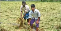  ?? ?? Farmers show the submerged crop in Thanjavur on Tuesday