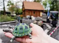  ?? Foto: Steffen Unger ?? Diese Schildkröt­e ist nur aus Gummi, aber demnächst ziehen zwei Vierzehen-landschild­kröten in ihr neues Zuhause im Tierpark Bischofswe­rda.