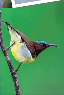  ?? SASWAT MISHRA ?? Purple Rumped Sunbird.