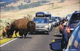  ?? Matthew Brown Associated Press ?? BISON BLOCK traffic at Yellowston­e National Park. Groups opposed to park privatizat­ion say it will give the concession­aire industry even more control.