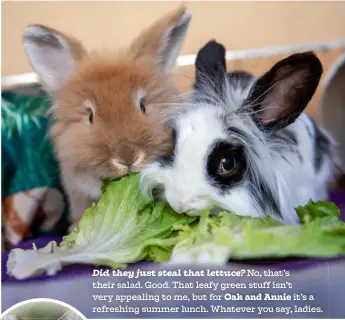  ??  ?? Did they just steal that lettuce? No, that’s their salad. Good. That leafy green stuff isn’t very appealing to me, but for Oak and Annie it’s a refreshing summer lunch. Whatever you say, ladies.