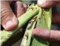  ?? PICTURE: REUTERS ?? DEVASTATIN­G: A crop-eating armyworm on a sorghum plant.