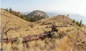  ?? ?? Parched conditions in Kamloops in British Columbia. Eight communitie­s have entered a level 5 drought. Photograph: James Smith/Alamy