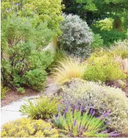  ?? COURTESY OF HUNTER TEN BROECK ?? Plants at the Albuquerqu­e home of WaterWise Landscapes founder Hunter Ten Broeck.