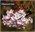  ?? ?? Viburnum tree