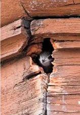  ??  ?? Swifts will never nest on the outside of a building. Here, one peeks out of a crevice in the eaves of an old house (above).
Chicks huddled together in their nest. Swifts build their nests of airborne material caught in flight.