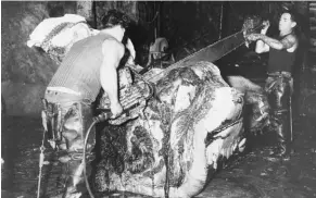  ?? MARLBOROUG­H MUSEUM ?? Two workers with a bone saw, cutting the shoulder blades of a whale carcass, so it would fit the cooker.