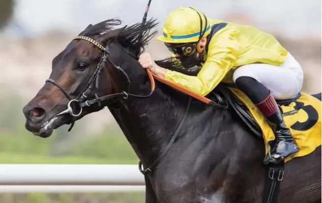  ??  ?? Ryan Curatolo leading Nicholas ↑ Bachalard-trained Shamikh to victory in the 1600m Pat Smullen Conditions Stakes at the Jebel Ali Racecourse on Friday.