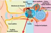  ??  ?? É atuando ao nível da pressão sanguínea e do nervo auditivo que o Acouphenol combate as 2 razões dos problemas auditivos e dos zumbidos.