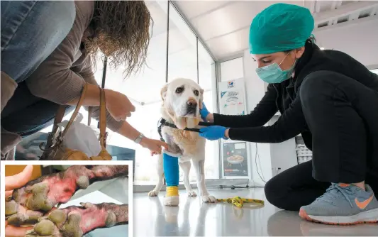  ?? PHOTOS AFP ET TIRÉE DE FACEBOOK ?? Des vétérinair­es de l’île de Majorque, en Espagne, traitent un chien pendant la crise. En mortaise, le type de brûlure pouvant être causé par l’eau de Javel.